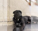 MIMI - Female Labrador Retriever-Unknown Mix Dog for Adoption - Small photo