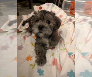 Shorkie Tzu Puppy for sale in SAINT PAUL, MN, USA