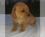 Small Photo #2 Puggle Puppy For Sale in CLARE, IL, USA