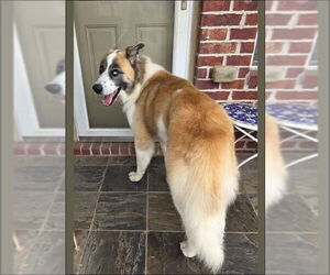 Great Pyrenees-Unknown Mix Dogs for adoption in Houston, TX, USA