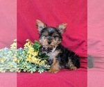 Small Photo #6 Yorkshire Terrier Puppy For Sale in LINCOLN UNIVERSITY, PA, USA