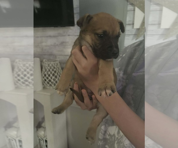 Medium Photo #5 German Shepherd Dog-Unknown Mix Puppy For Sale in Holly Springs, NC, USA