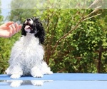 Small #2 Poodle (Toy)