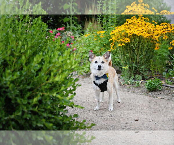 Medium Photo #7 Jack-A-Ranian Puppy For Sale in Sandy, UT, USA