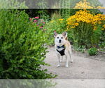 Small #6 Jack-A-Ranian