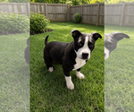 Small #1 Mutt
