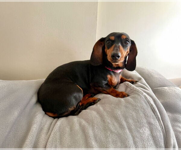 Medium Photo #1 Dachshund Puppy For Sale in Fruitland, SC, USA