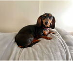 Small Dachshund