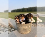Image preview for Ad Listing. Nickname: Litter of 5