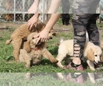 Small Photo #29 Poodle (Standard) Puppy For Sale in GARWOOD, TX, USA