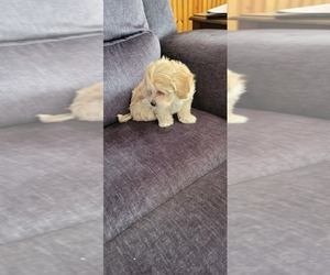 Havamalt-Maltipoo Mix Puppy for sale in STERLING HEIGHTS, MI, USA