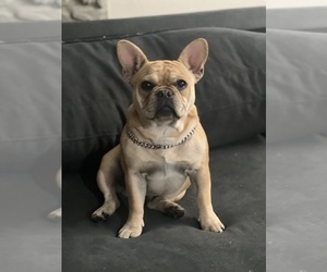 French Bulldog Puppy for sale in PLACENTIA, CA, USA
