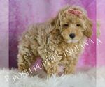 Small #3 Poodle (Toy)