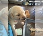 Puppy brown Golden Retriever