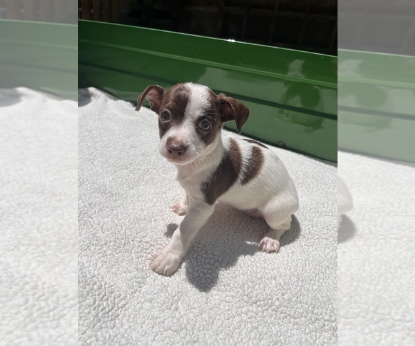 Medium Photo #12 Jack Chi Puppy For Sale in SAINT AUGUSTINE, FL, USA