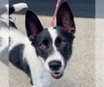 Small #10 Border Collie Mix