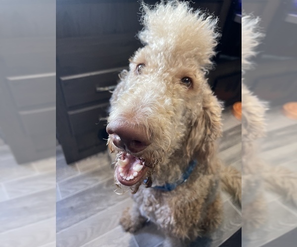 Medium Photo #1 Great Dane-Poodle (Standard) Mix Puppy For Sale in SNYDER, TX, USA