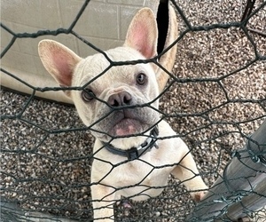 French Bulldog Dog for Adoption in TRAVELERS REST, South Carolina USA