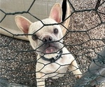 Small Photo #1 French Bulldog Puppy For Sale in TRAVELERS REST, SC, USA