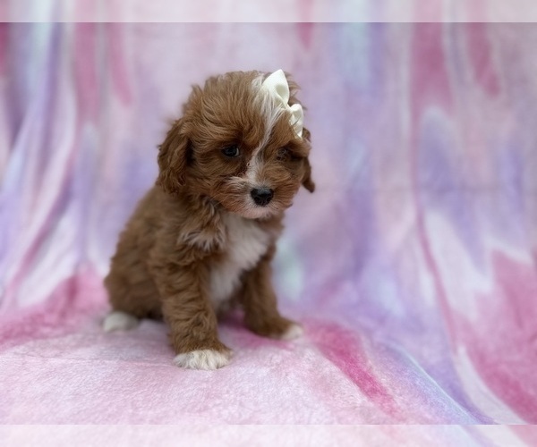 Medium Photo #3 Cavapoo (Standard) Puppy For Sale in LAKELAND, FL, USA