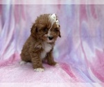 Small #2 Cavapoo (Standard)