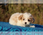 Small #20 Goldendoodle (Miniature)