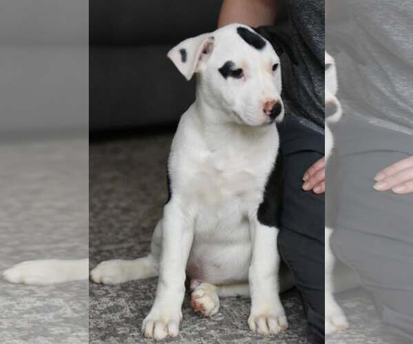 Medium Photo #2 American Bulldog-Labrador Retriever Mix Puppy For Sale in Mechanicsburg, PA, USA