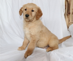 Golden Retriever Puppy for sale in SHILOH, OH, USA