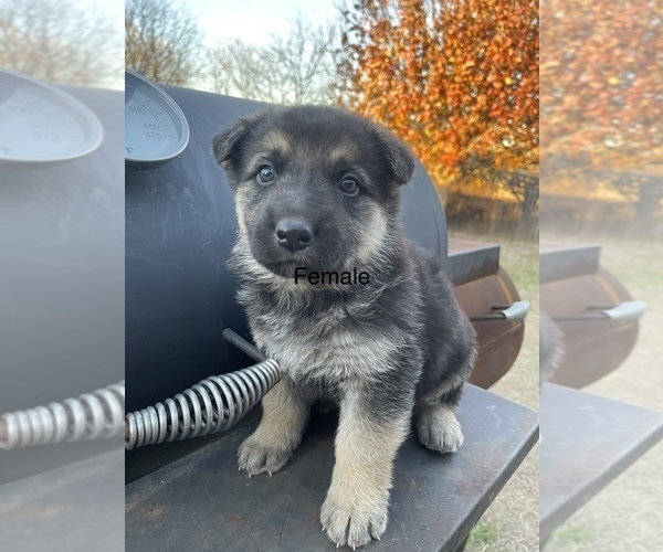 Medium Photo #4 German Shepherd Dog Puppy For Sale in DALLAS, TX, USA