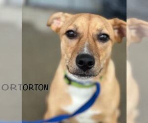 Orton - Male Mutt Dog for Adoption - Photo #4