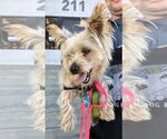 Small Photo #1 Silky Terrier-Unknown Mix Puppy For Sale in San Francisco, CA, USA