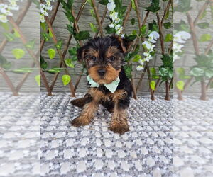 Yorkshire Terrier Puppy for sale in INDIANAPOLIS, IN, USA