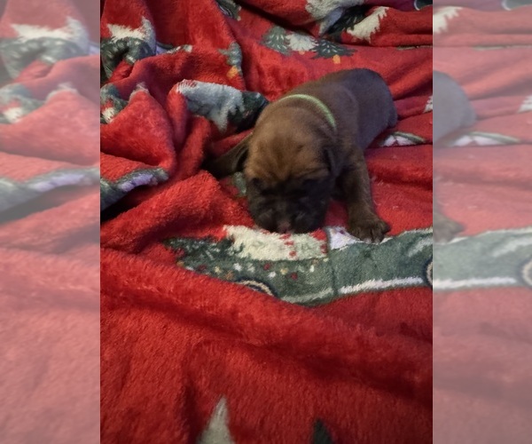 Medium Photo #6 Boxer Puppy For Sale in CHESTERFIELD, VA, USA