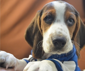 Beagle Puppy for Sale in PATERSON, New Jersey USA
