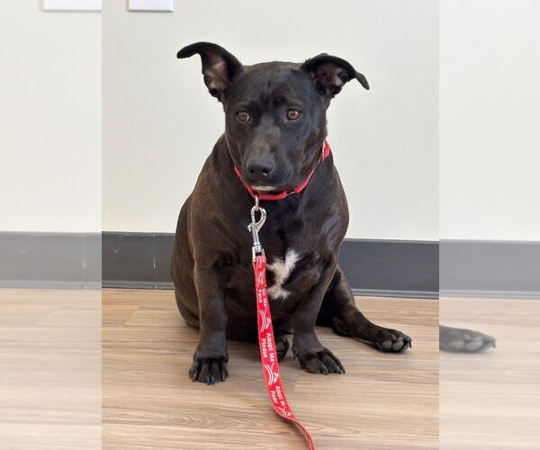 Medium Photo #4 Mutt Puppy For Sale in Canton, CT, USA