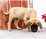 Small #2 Mastiff
