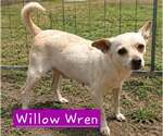 Small #2 Chihuahua Mix