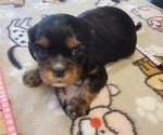Small Photo #37 Aussalier Puppy For Sale in ATHOL, ID, USA