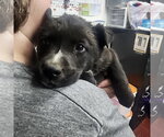 Small #5 Mutt