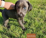 Puppy Brown Collar Labrador Retriever