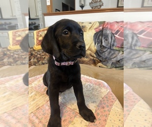 Labrador Retriever Puppy for sale in WELLINGTON, CO, USA