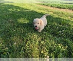 Small Photo #13 Golden Retriever Puppy For Sale in WOOSTER, OH, USA