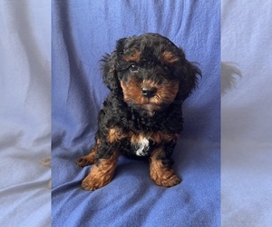 Poodle (Toy) Puppy for sale in Lexington, NC, USA