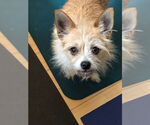 Small #2 Cairn Terrier Mix