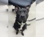 Small Mutt