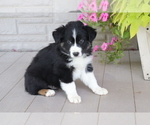 Small Photo #1 Australian Shepherd Puppy For Sale in SHILOH, OH, USA