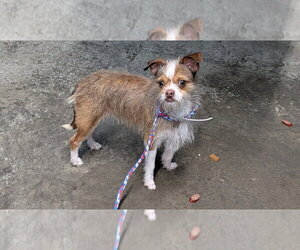 Chihuahua Dogs for adoption in Evansville, IN, USA