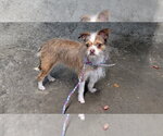 Small Chihuahua