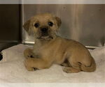 Small Border Terrier Mix