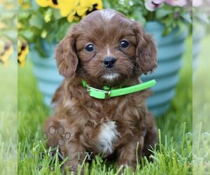 Cavapoo (Miniature) Puppy for sale in QUARRYVILLE, PA, USA